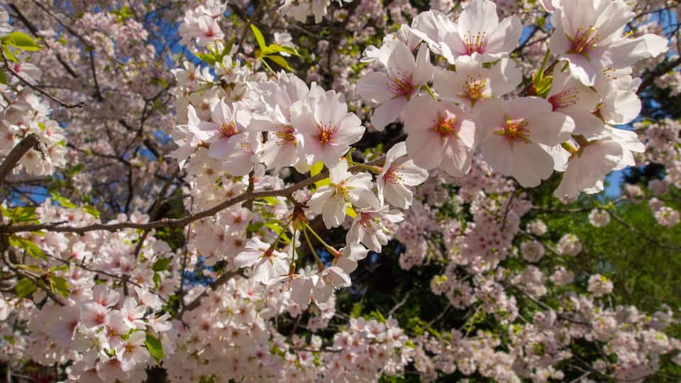 Cherry blossoms with blossoms in background