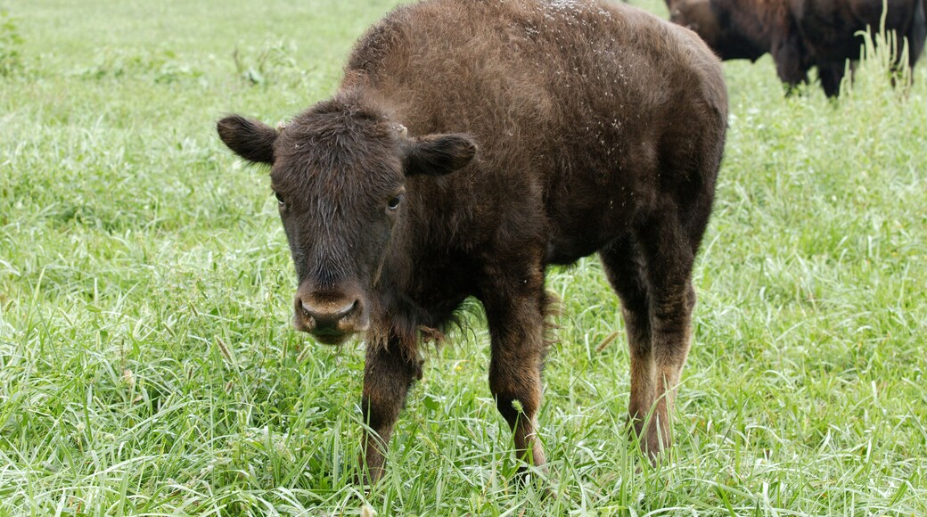 Young Bison