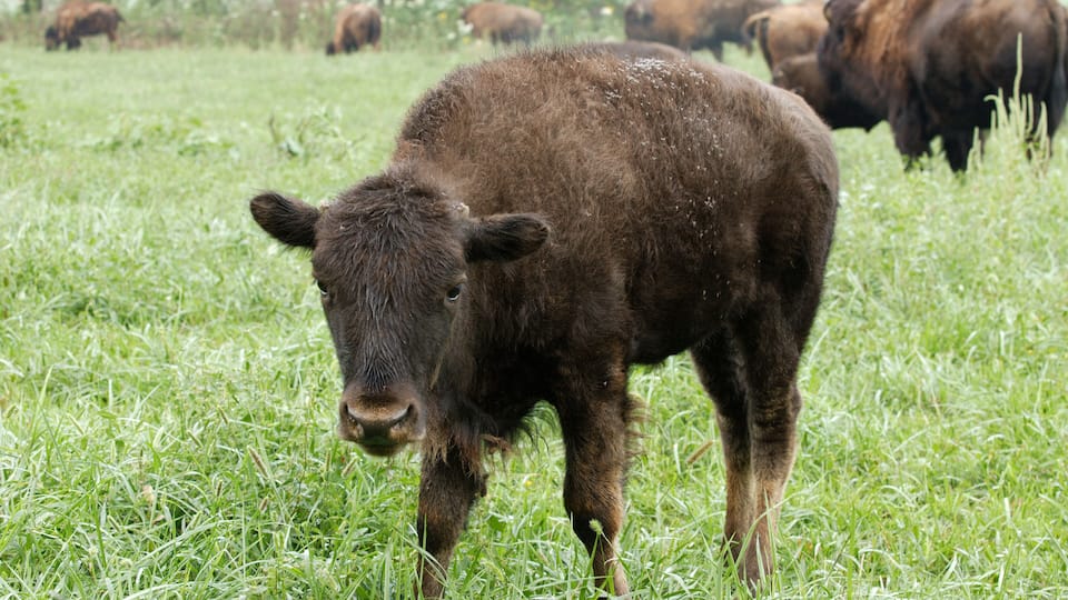 A young bison grazing in a grassy field with several adults in the background.