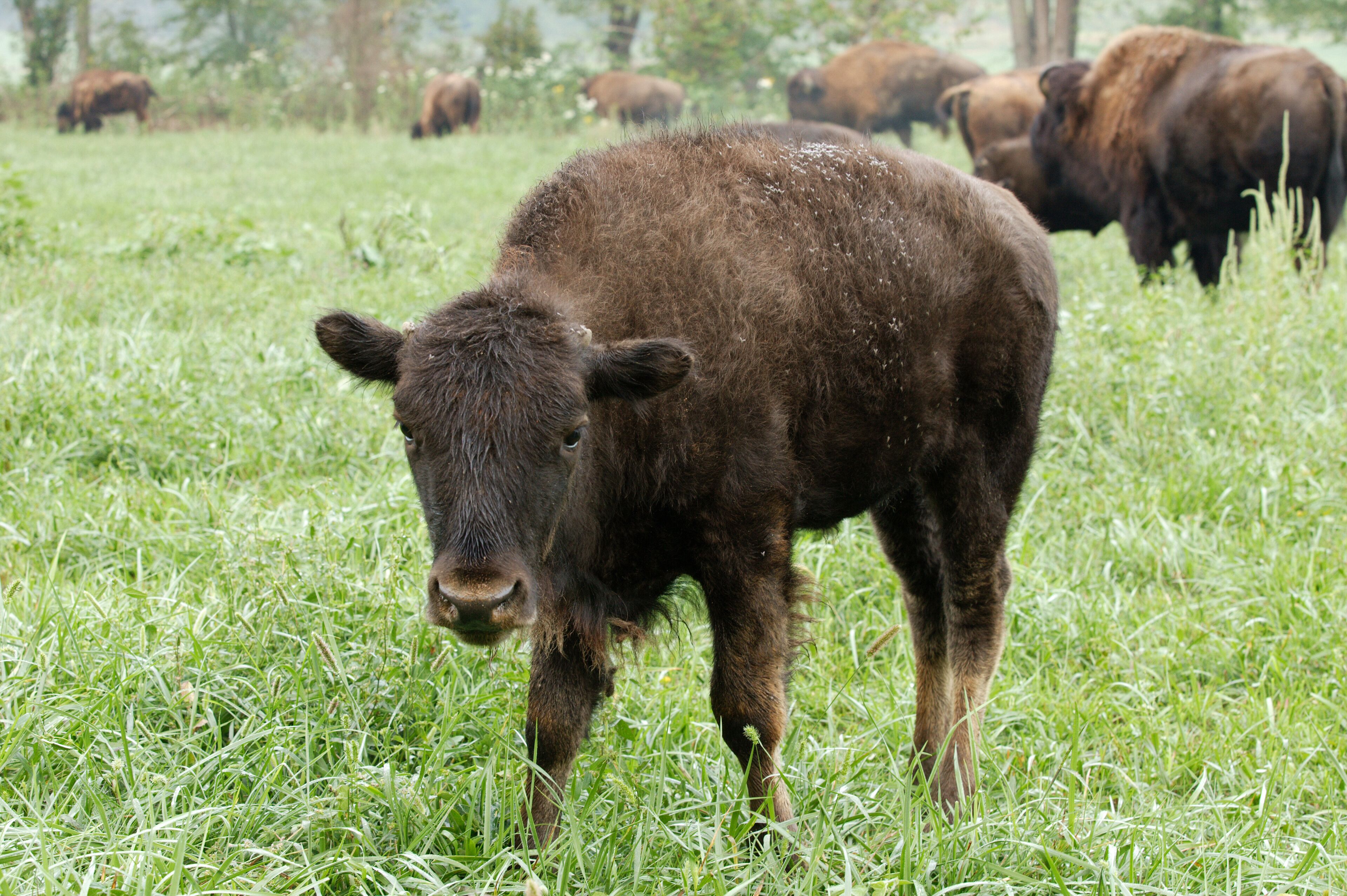 A young bison grazing in a grassy field with several adults in the background.