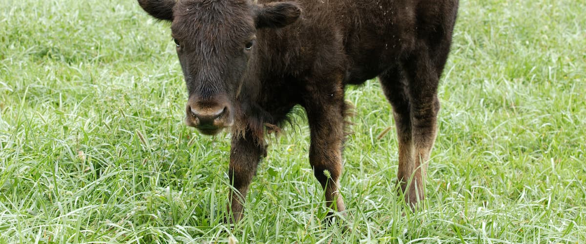 A young bison grazing in a grassy field with several adults in the background.