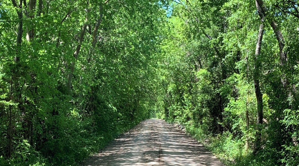 The road to my happy place. I love the tree lined country roads in Texas