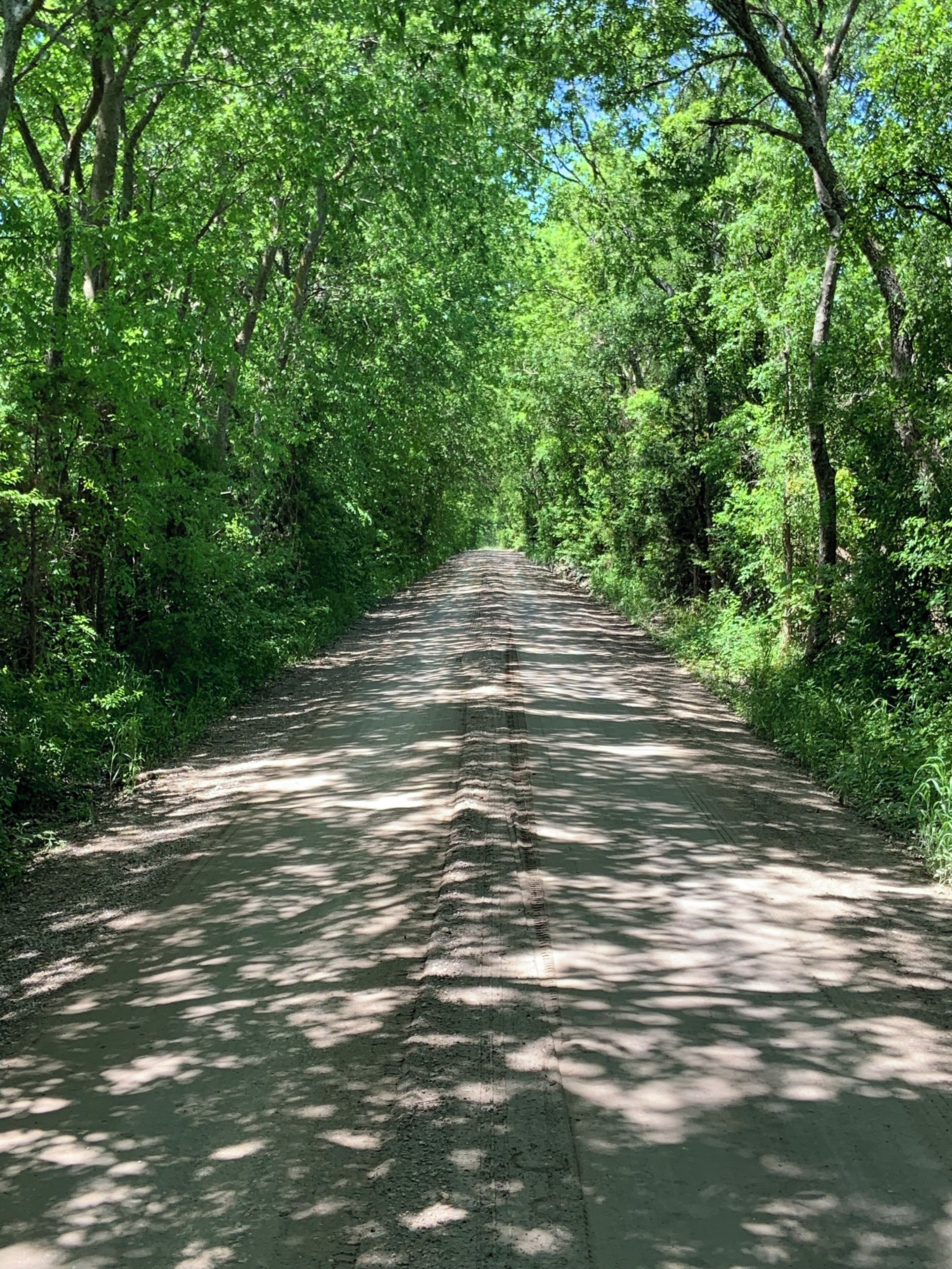 A narrow, tree-lined road surrounded by dense green foliage.