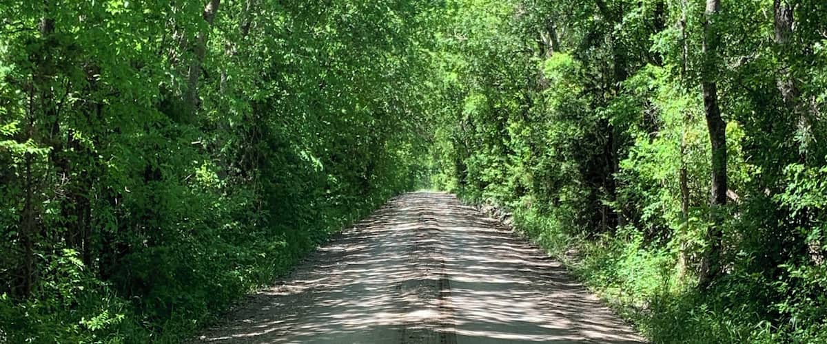 A narrow, tree-lined road surrounded by dense green foliage.