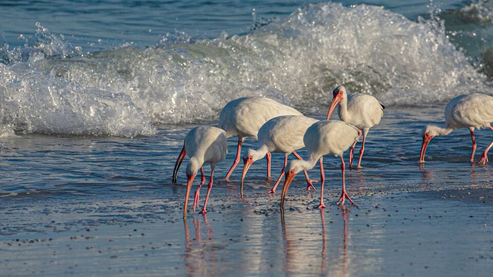 Flock of Ibis Riding Waves on Indian Rocks Beach, Florida