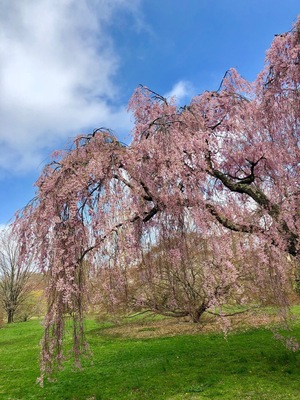 Cherry blossoms #spring#flowers
