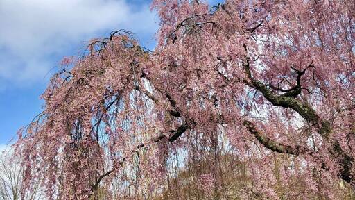 Cherry blossoms #spring#flowers