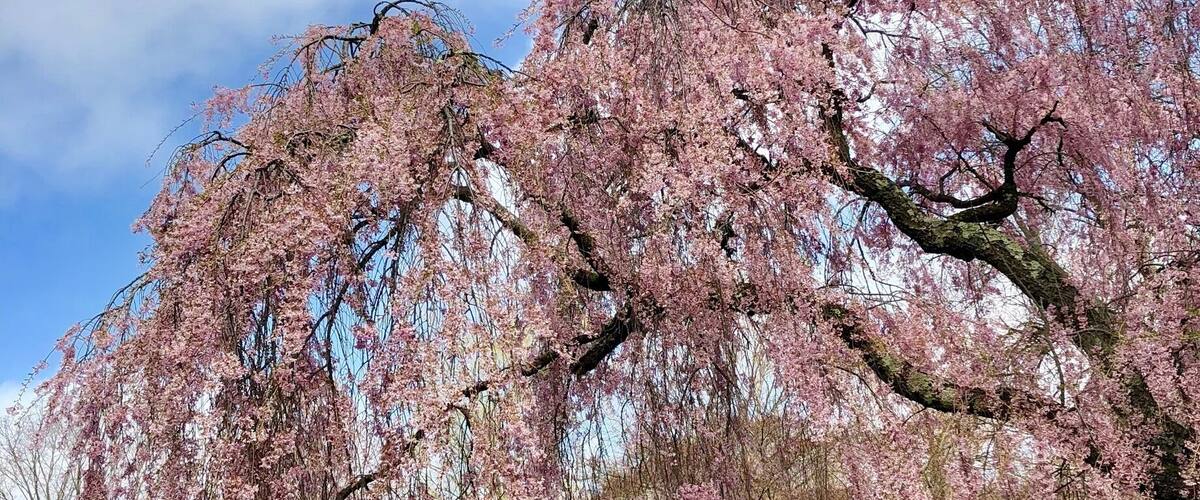 A park with cherry blossom trees in full bloom.