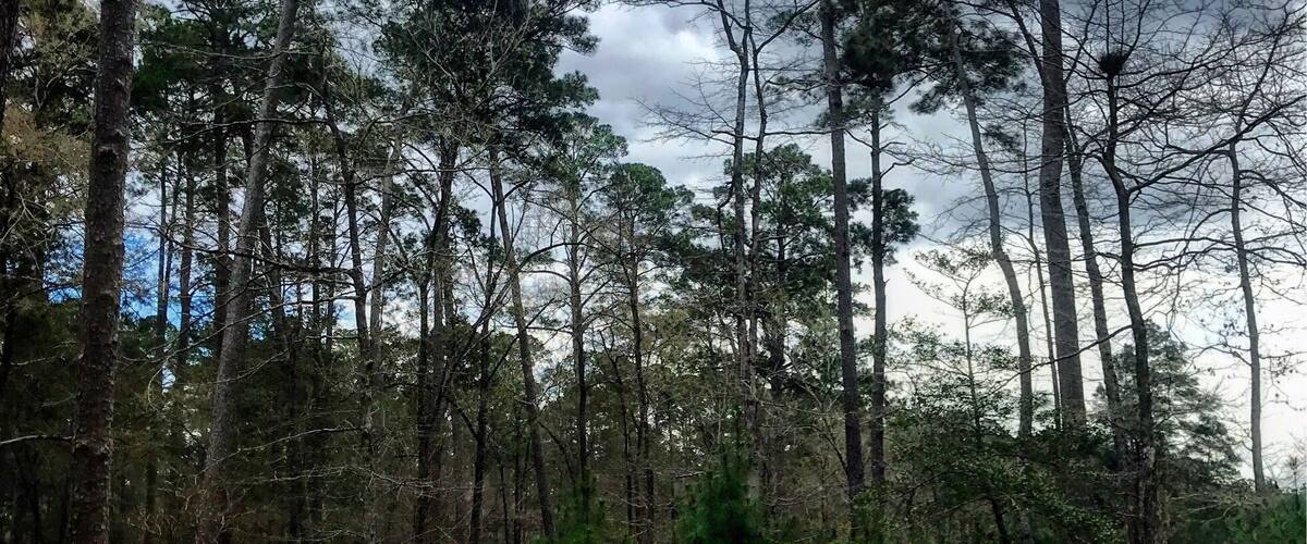 A wooden boardwalk in a forest with tall pine trees and a cloudy sky.