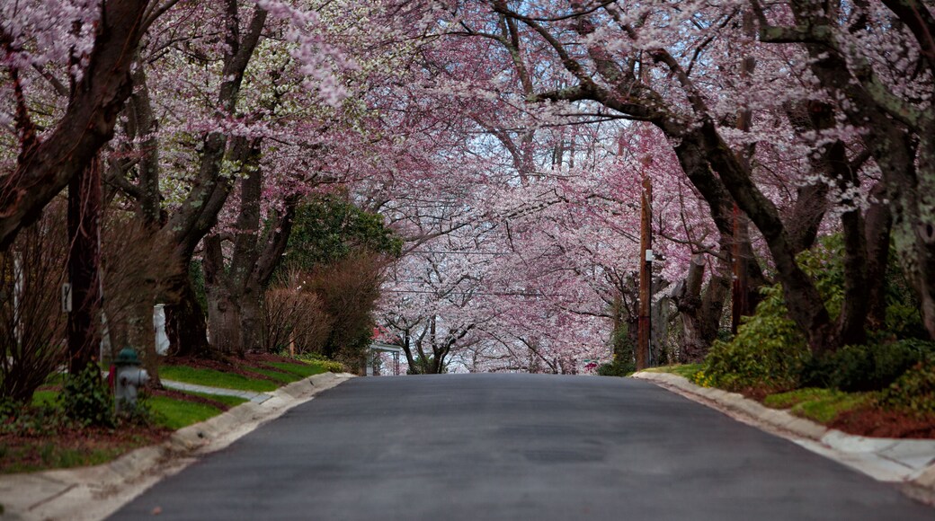 A tree-lined street with cherry blossoms.