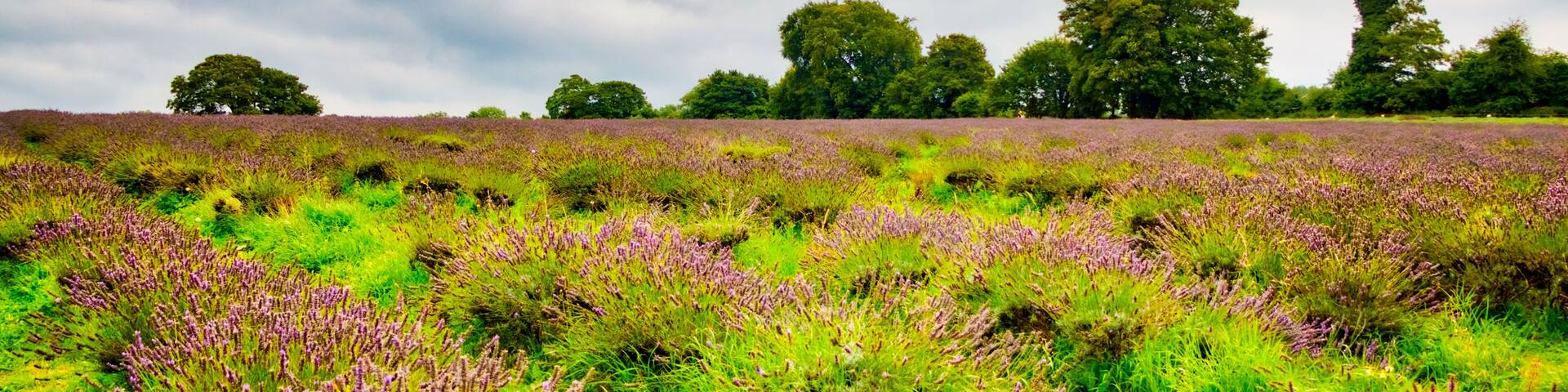 View of Lavender at the Mayfield Lavender farm