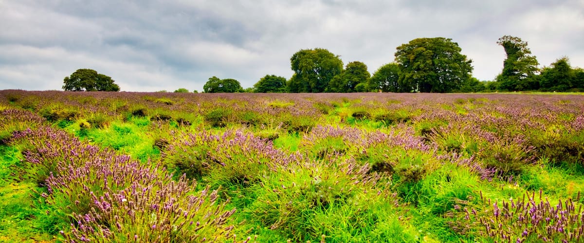 A field of purple heather with green grass and trees in the background under a cloudy sky.
