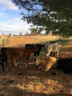 Cow pasture