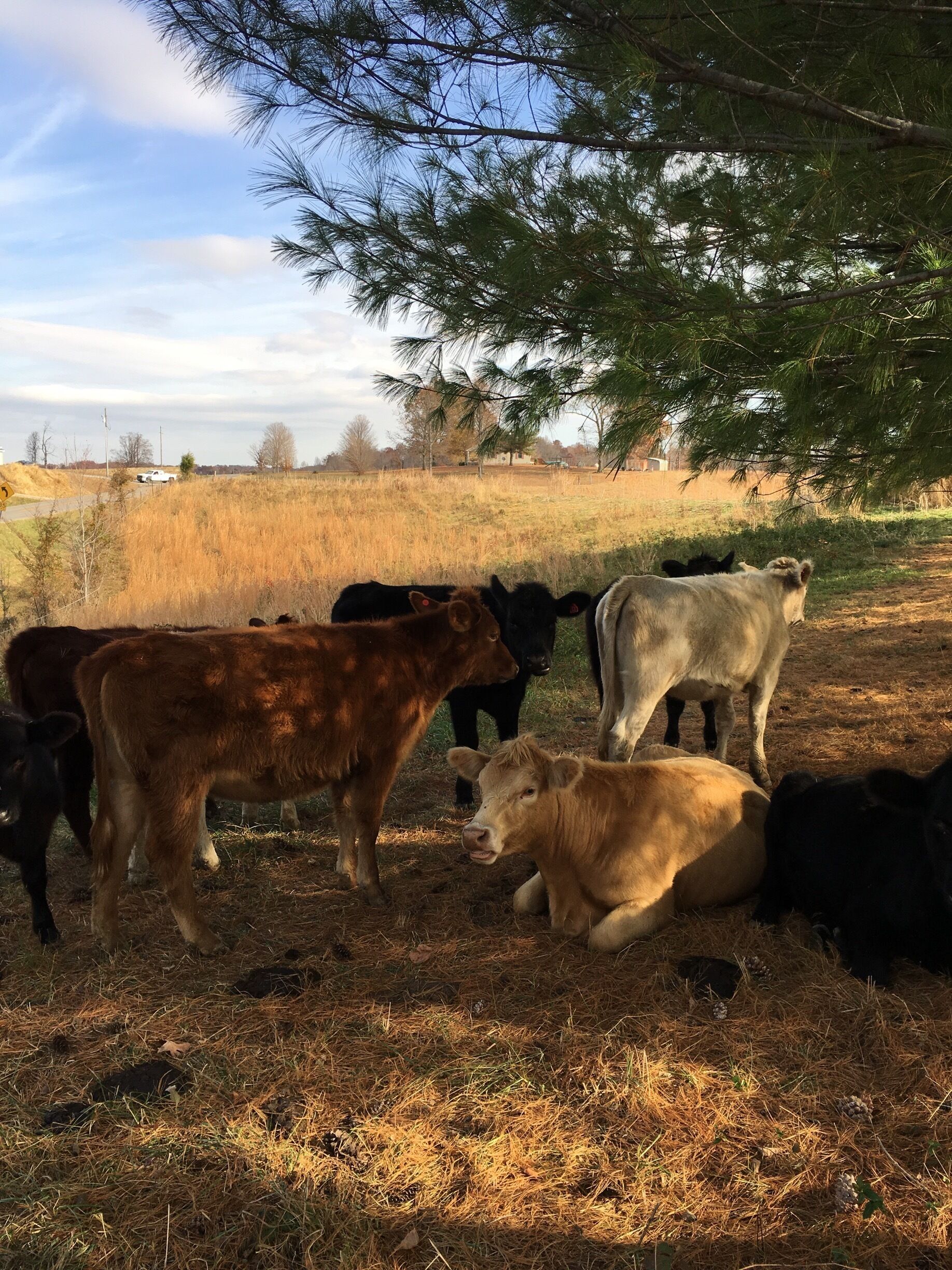 A group of cows in a field with a pine tree and a road in the background.