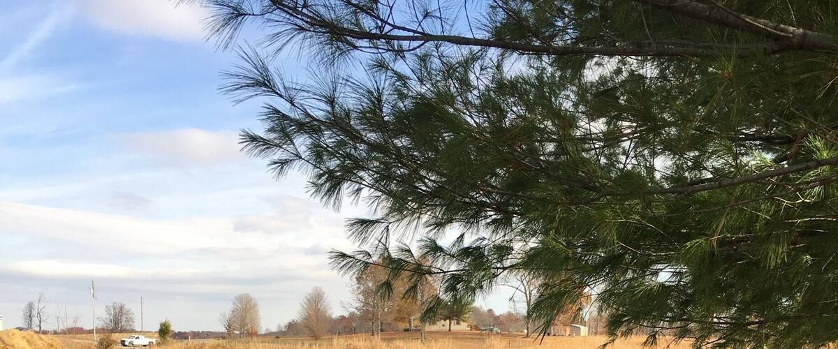 A group of cows in a field with a pine tree and a road in the background.