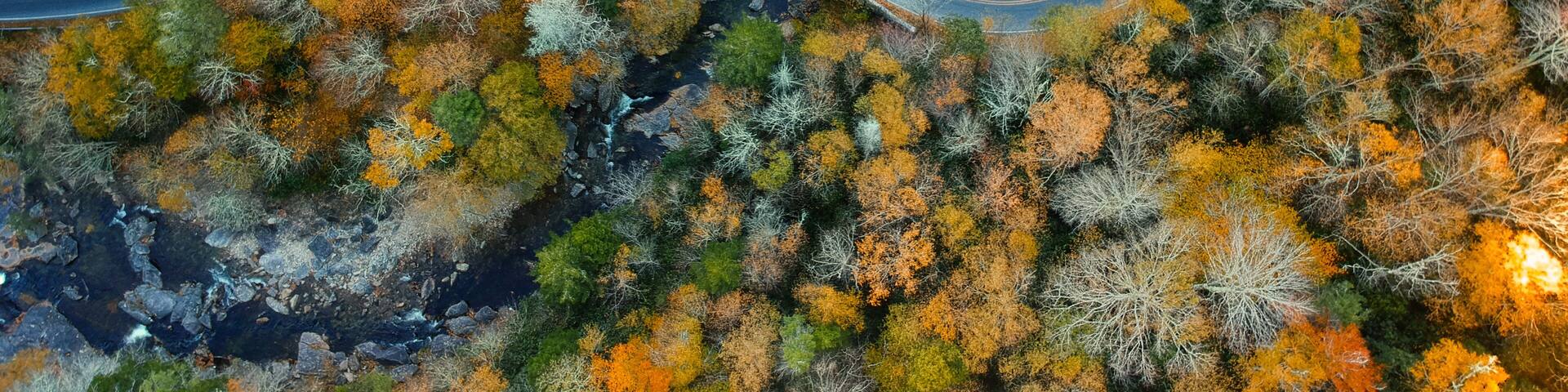 Aerial Drone view of Autumn / fall in the Blue ridge of the Appalachian Mountains near Asheville, North Carolina. Vibrant red, yellow, orange leaf foliage colors on the curve of mountain road side.