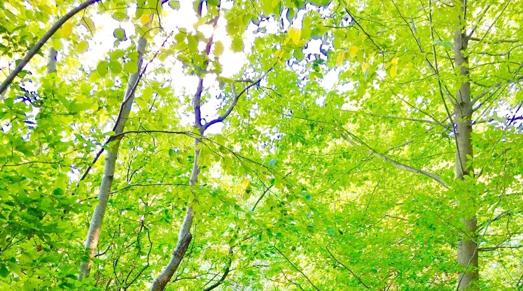 Such a serene place to take an easy hike. Hella #green !