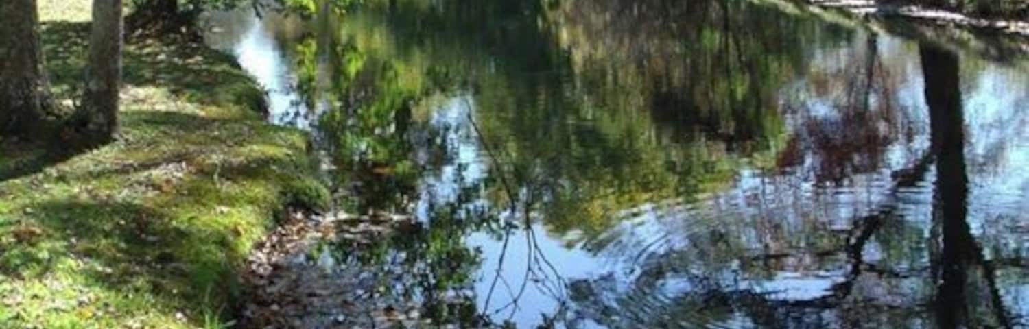 Carolina Colors on a Creek in Fall. Paddling is fun in all seasons.