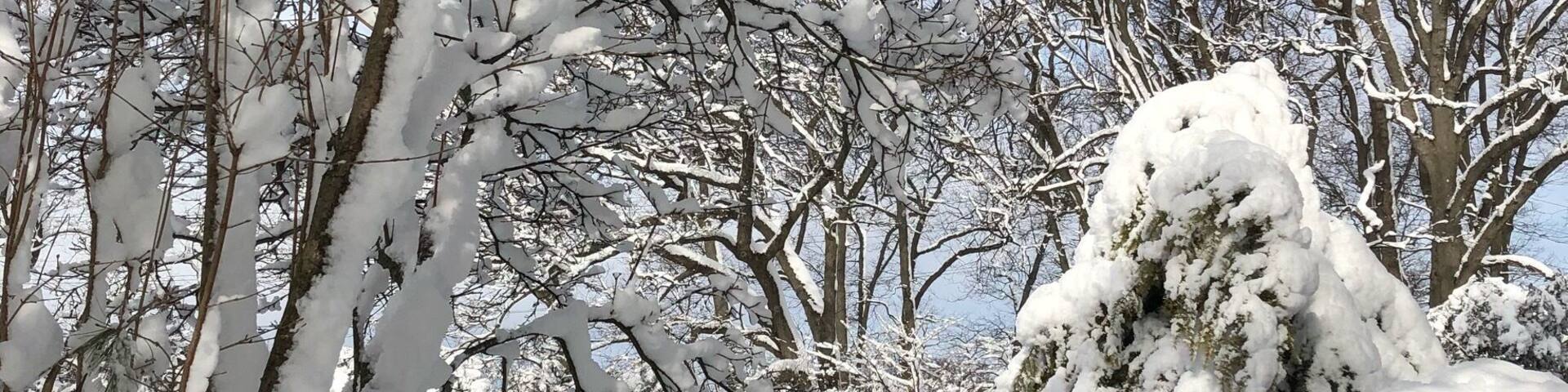 On the northeast coast, there are several flurries of snow in this winter season. But this is the heaviest one and the most beautiful and breathtaking .As soon as the snowing stops, we rush to the garden and try to catch the pretty pictures before sunshine because we want to see all the snows occupied on tips of trees like blooming flowers. We are so excited to catch this exclusive natural beauty.#TroveOn Tuesday