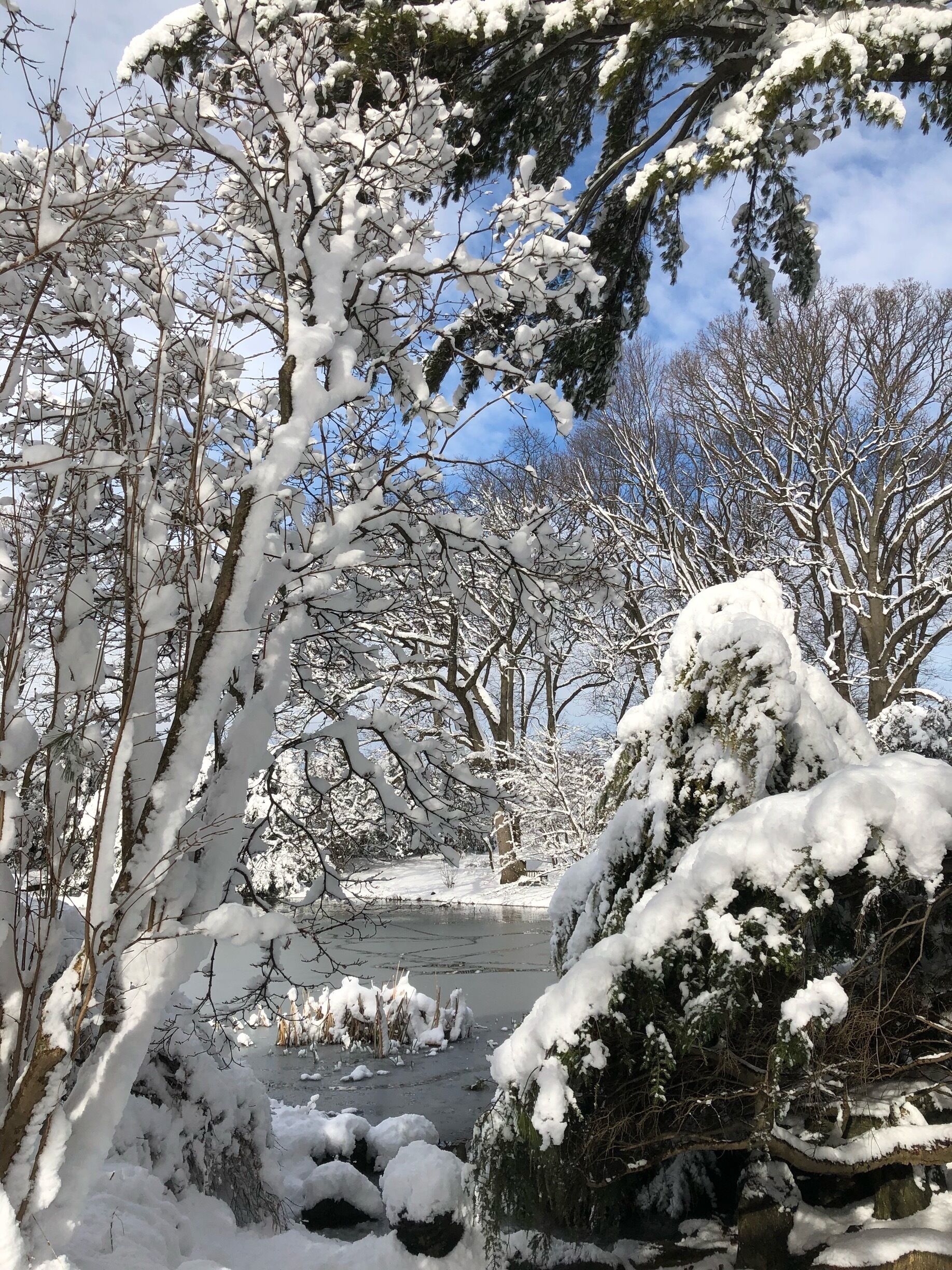A snow-covered landscape with trees and a frozen body of water.