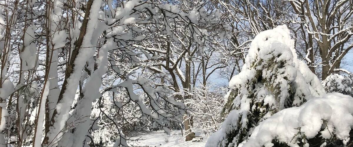 A snow-covered landscape with trees and a frozen body of water.