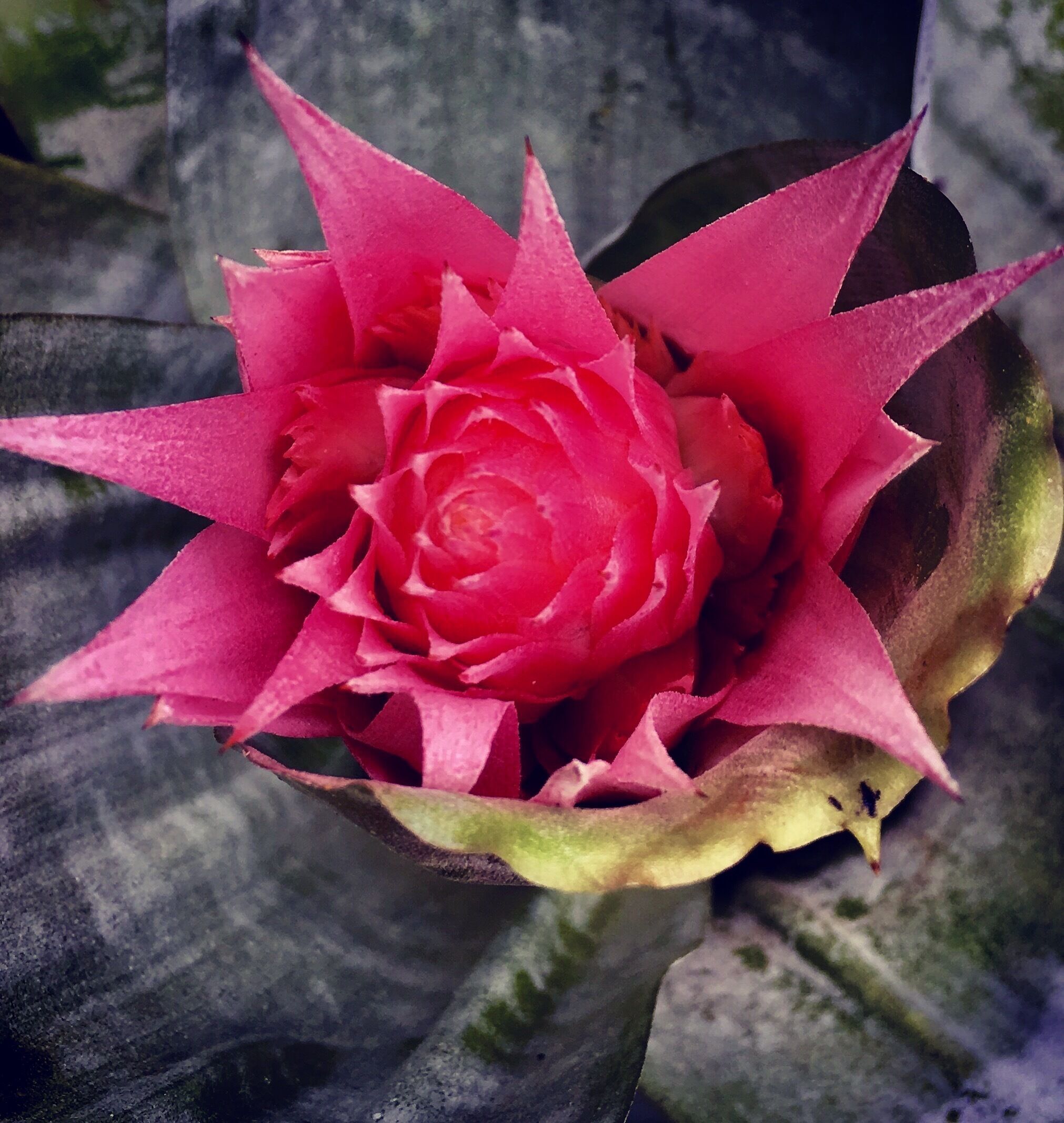 It's my first time to see a such beautiful flower at the botanical garden. Natural beauty is always stunning to me , I hope I will discover more unique flowers like this!