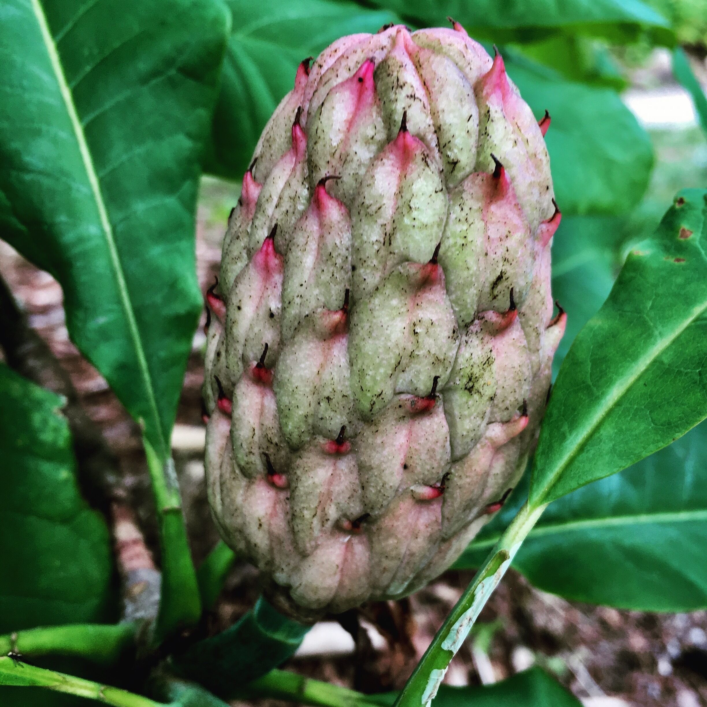 So excited to find out something new 