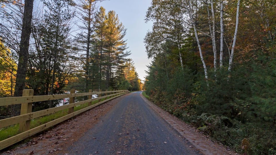 A forested road with a wooden fence on one side and a mix of deciduous and coniferous trees.