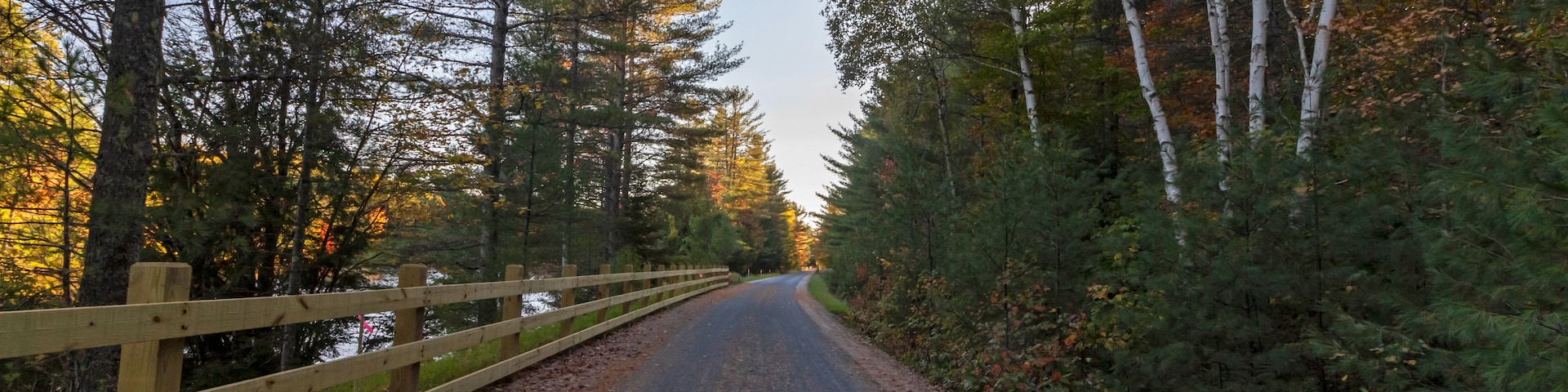 A forested road with a wooden fence on one side and a mix of deciduous and coniferous trees.