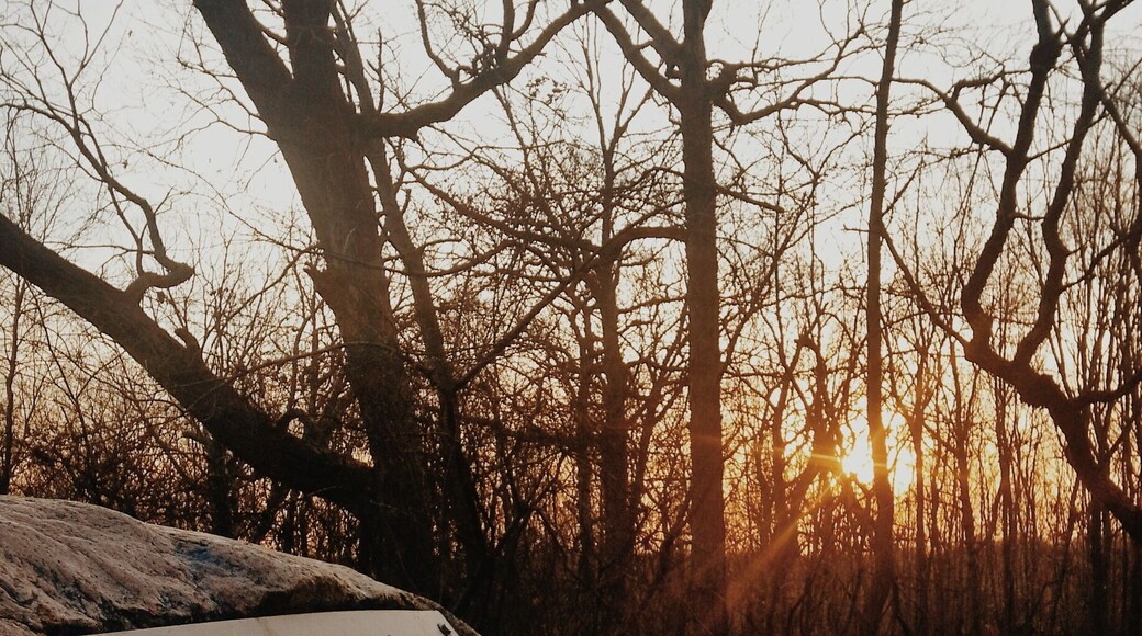 Highest point on Long Island. You wouldn't know it but there was a time, before the trees blocked the way, when you could see to Connecticut on a clear day. Marked with a poem by native son, Walt Whitman, the spot is a quiet place with benches and the meeting point of spiraling trails. Paumanok is the indigenous name for Long Island, Whitman refered to his home almost exclusively by this name. #waltwhitman #poets #roadtrip