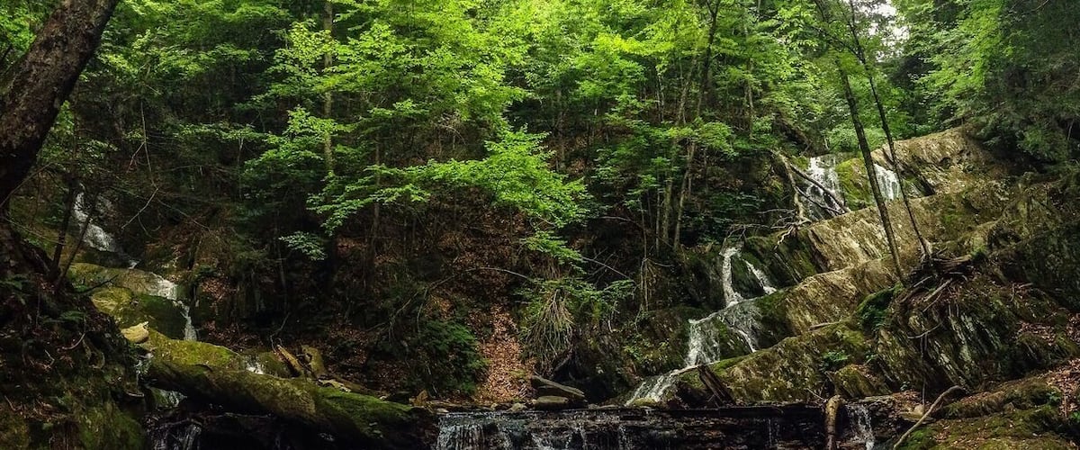 A forested area with a waterfall cascading over rocks.
