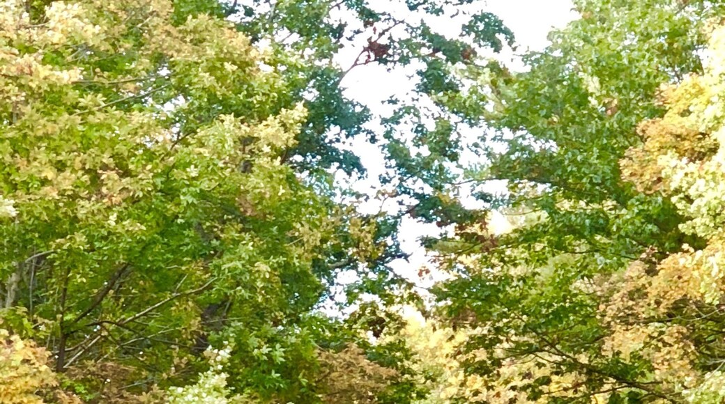 Scenic driving #Greatoutdoors #NY