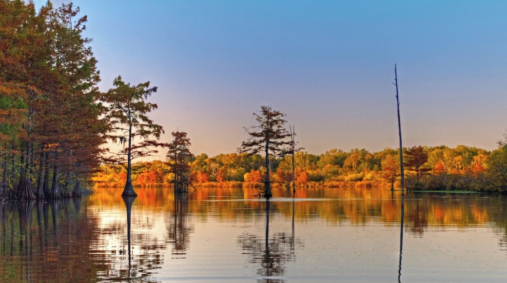 We were heading north leaving Harrell Lake around sunset. Harrell lake was in the shadows, while the lake up ahead was back lite with the sun. This made for an interesting fall photo of Finch Lake.
#Louisiana #outdoor #Monroe #Marion #Union #Parish #Swamp #Camping #Finch #Lake #scenic #natural