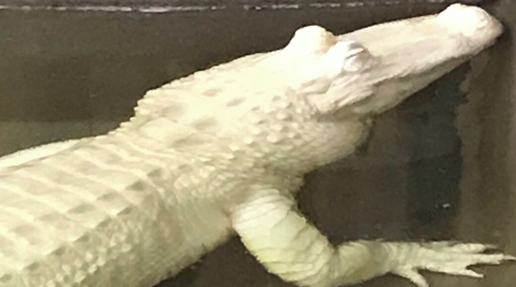 What an awesome animal!