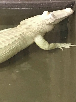 What an awesome animal!