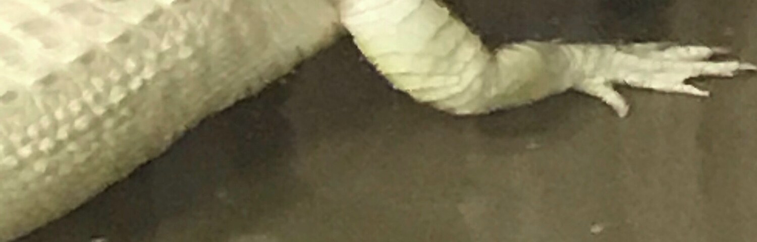 Un caimán blanco en un tanque.