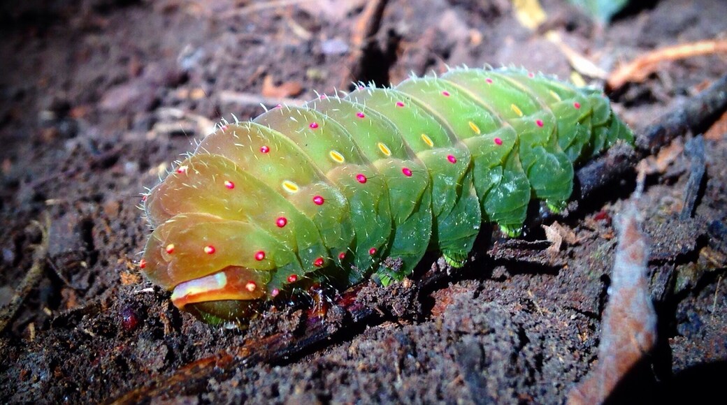 Big caterpillar 😱