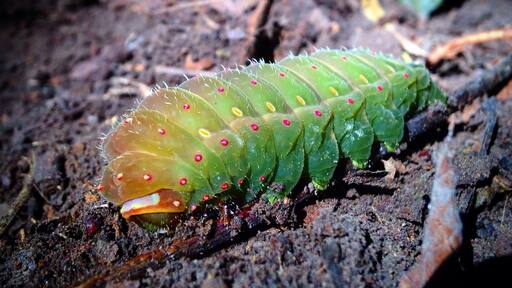 Big caterpillar 😱