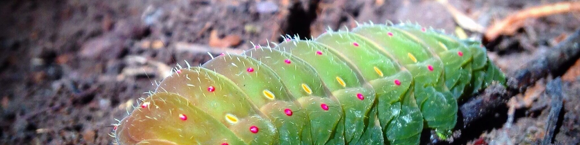 Big caterpillar 😱