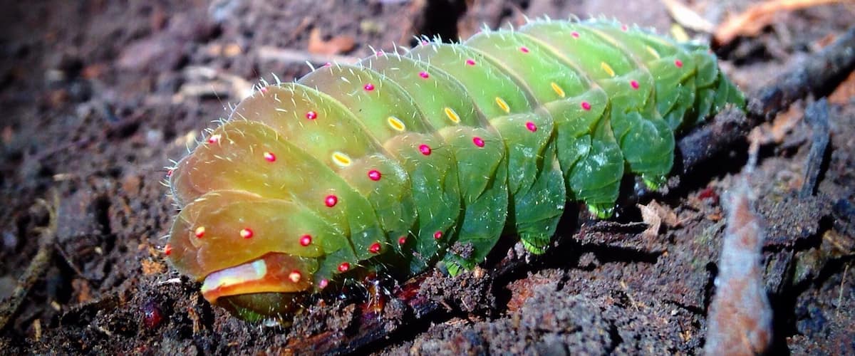 A caterpillar on the ground.