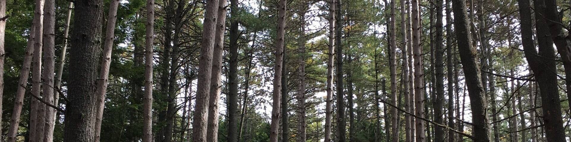 A beautiful uninhabited island with a former year-round population of 89, Swan Island is a hidden gem. Great for day hikes.