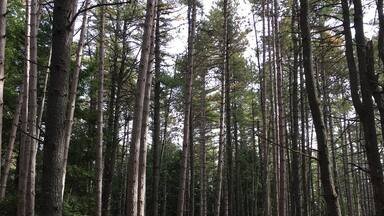 A beautiful uninhabited island with a former year-round population of 89, Swan Island is a hidden gem. Great for day hikes.