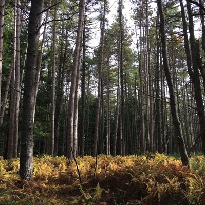 A beautiful uninhabited island with a former year-round population of 89, Swan Island is a hidden gem. Great for day hikes.