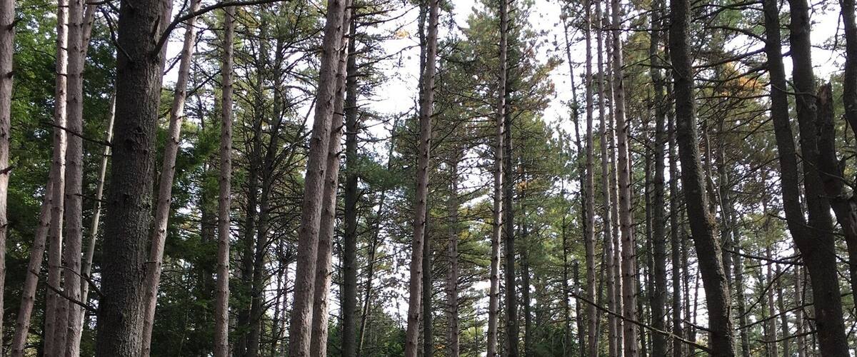 A dense forest with tall trees and a ground covered in ferns.