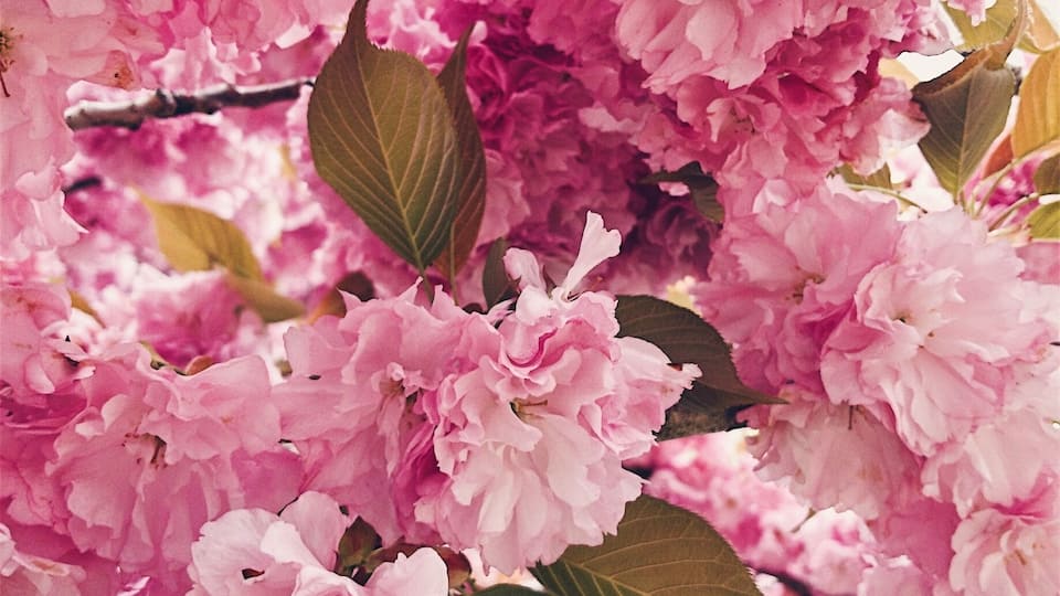 Pink cherry blossoms with green leaves.