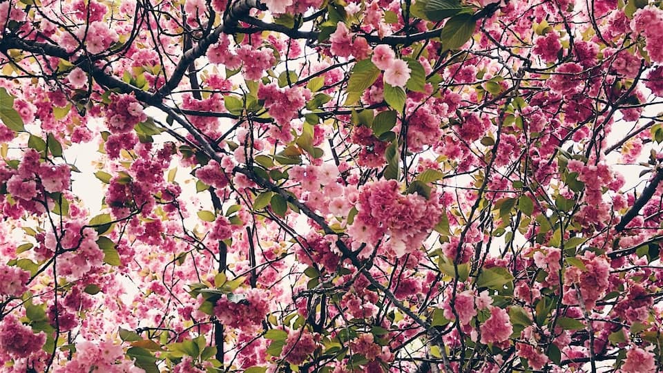A dense canopy of pink cherry blossoms with green leaves.