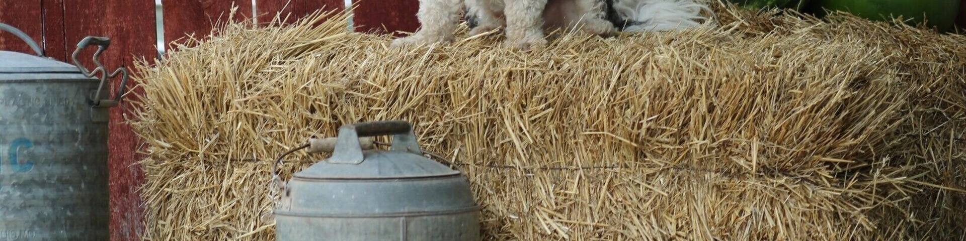 Rush Springs, OK hosts one of the real small-town America fun festivals, The Rush Springs Watermelon Festival held the second Saturday in August every year. Free watermelon, watermelon eating contests, seed spitting contests, a parade and fun summer photos are all part of the fun!