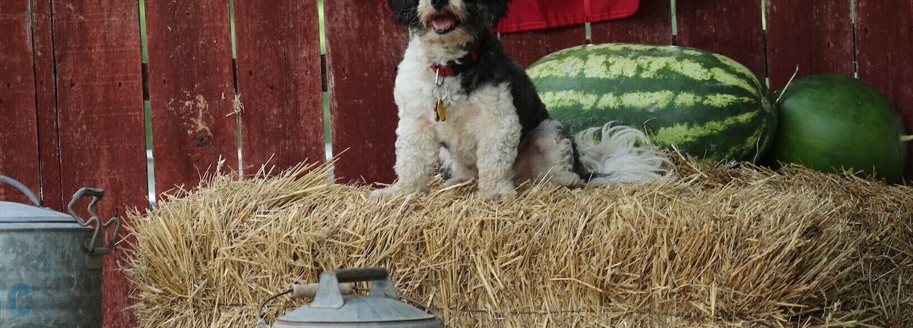 Rush Springs, OK hosts one of the real small-town America fun festivals, The Rush Springs Watermelon Festival held the second Saturday in August every year. Free watermelon, watermelon eating contests, seed spitting contests, a parade and fun summer photos are all part of the fun!