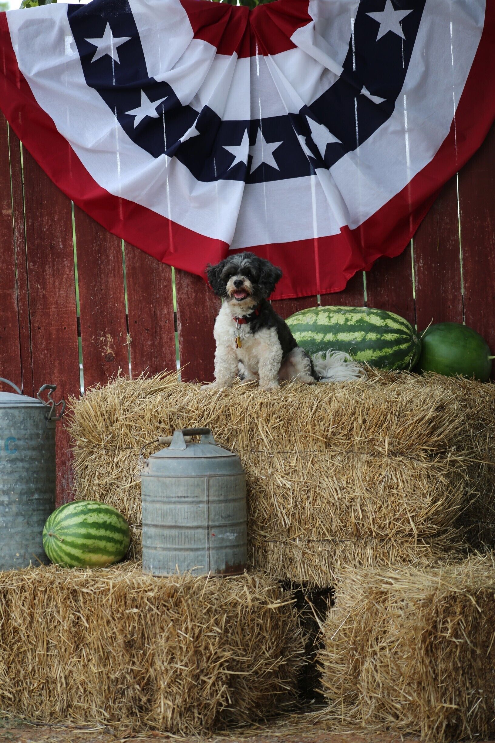 A dog sitting on hay bales with a watermelon and a metal container in the foreground, and a flag in the background.