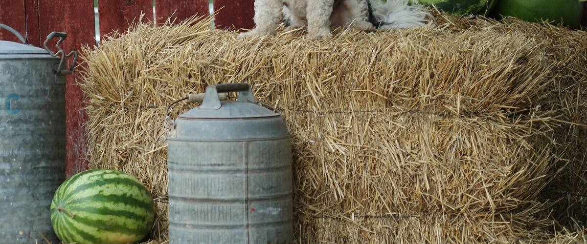 A dog sitting on hay bales with a watermelon and a metal container in the foreground, and a flag in the background.